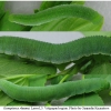 gon rhamni larva5 volg1